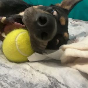 Meet your Posher, Zoella